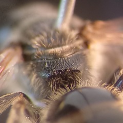 Lasioglossum laticeps