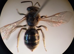 Lasioglossum laticeps