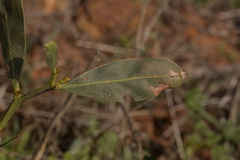 Acacia saligna