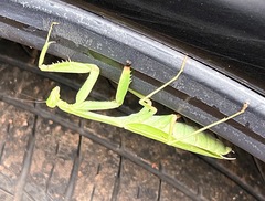 Hierodula membranacea