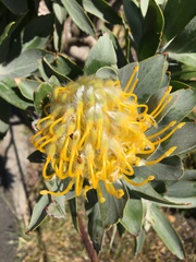 Leucospermum conocarpodendron conocarpodendron