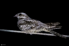 Caprimulgus europaeus