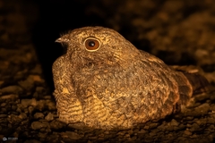 Caprimulgus mahrattensis