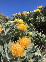 Leucospermum conocarpodendron conocarpodendron