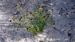 Schoenus curvifolius