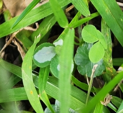 Porphyrosela minuta