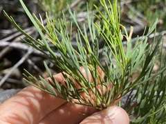 Stenocarpus angustifolius