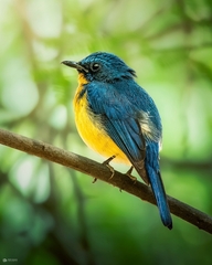 Cyornis tickelliae