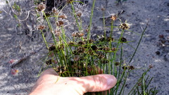 Schoenus curvifolius
