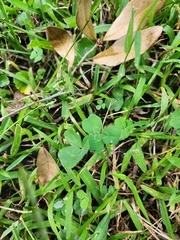 Porphyrosela minuta