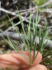 Stenocarpus angustifolius