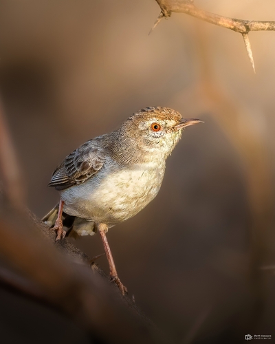 Rufous-fronted Prinia (Prinia buchanani), photo 6