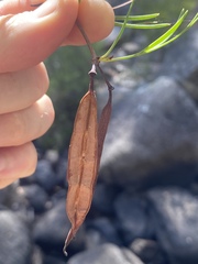 Stenocarpus angustifolius