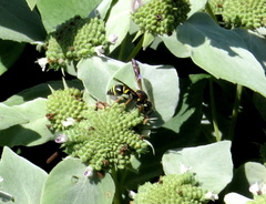 Parancistrocerus vagus