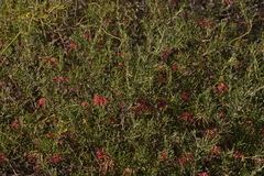 Grevillea pinaster
