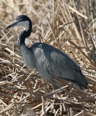 Ardea melanocephala