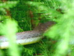 Psammophis orientalis