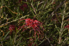 Grevillea pinaster