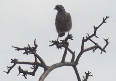 Melierax poliopterus