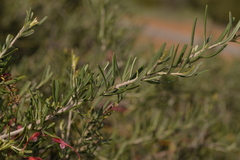 Grevillea pinaster