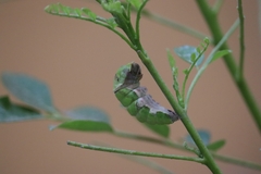 Papilio polytes