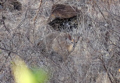 Sylvicapra grimmia