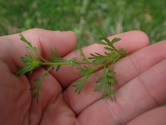 Lepidium didymum