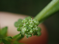 Lepidium didymum