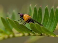 Sapromyza sciomyzina