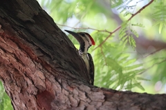 Dinopium benghalense