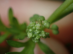 Lepidium didymum