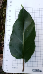 Leichhardtia rostrata