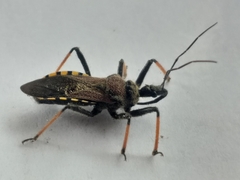 Rhynocoris erythrocnemis