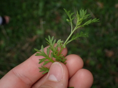 Lepidium didymum