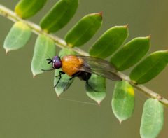 Sapromyza sciomyzina