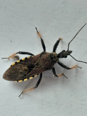Rhynocoris erythrocnemis