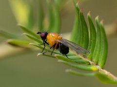 Sapromyza sciomyzina