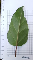 Leichhardtia rostrata