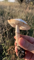 Leucoagaricus