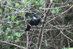Prosthemadera novaeseelandiae novaeseelandiae