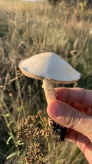 Leucoagaricus