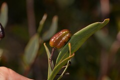 Marianthus bicolor
