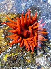 Anemonia alicemartinae