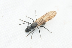 Myrmhopla