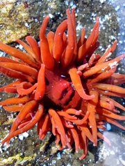 Anemonia alicemartinae