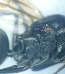 Myrmhopla