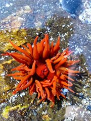 Anemonia alicemartinae