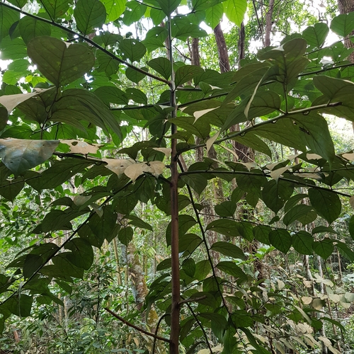 Lindera lucida observed 2022-10-11