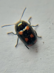 Cryptocephalus