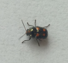 Cryptocephalus